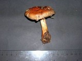 Cortinarius cupreorufus image