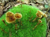 Coltricia cinnamomea image