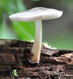 Pluteus salicinus image