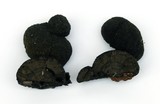 Annulohypoxylon thouarsianum var. thouarsianum image