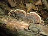 Datronia stereoides image