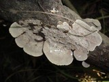 Datronia stereoides image