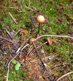 Galerina vittiformis image