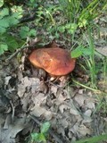 Boletus queletii image