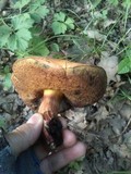 Boletus queletii image