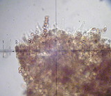 Galerina vittiformis image