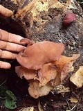 Auricularia fuscosuccinea image