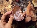 Auricularia fuscosuccinea image