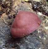 Auricularia fuscosuccinea image