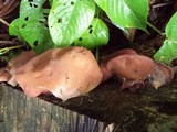Auricularia fuscosuccinea image