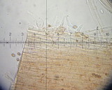 Galerina vittiformis image