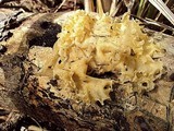 Tremella fuciformis image