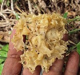 Tremella fuciformis image