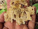 Tremella fuciformis image