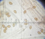 Galerina vittiformis image