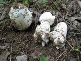 Amanita whetstoneae image