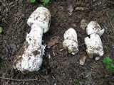 Amanita whetstoneae image