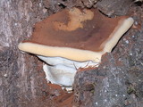 Ganoderma polychromum image