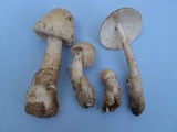 Amanita whetstoneae image