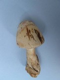 Amanita whetstoneae image