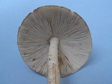 Amanita whetstoneae image
