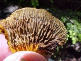Gloeophyllum sepiarium image