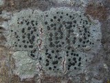 Lecidella elaeochroma f. elaeochroma image
