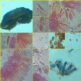 Lecidella elaeochroma f. elaeochroma image