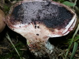 Scleroderma areolatum image