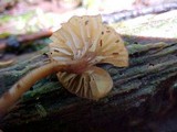 Lichenomphalia umbellifera image