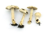 Inocybe geophylla image