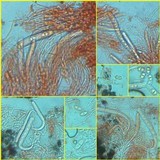 Acrocordia conoidea image