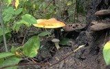 Ganoderma curtisii image