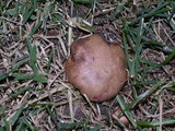 Scleroderma areolatum image
