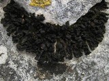 Collema polycarpon image