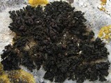 Collema polycarpon image