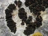 Collema polycarpon image