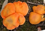 Gyroporus ballouii image