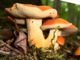Gyroporus ballouii image