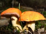 Tylopilus balloui image