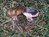Scleroderma areolatum image