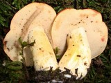 Tylopilus balloui image