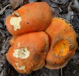 Gyroporus ballouii image