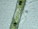 Coenogonium implexum image