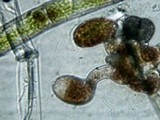 Coenogonium implexum image