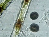 Coenogonium implexum image