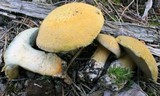 Suillus tomentosus image