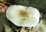 Pluteus petasatus image