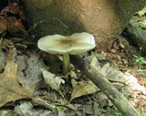 Pluteus petasatus image