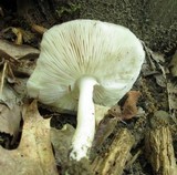 Pluteus petasatus image